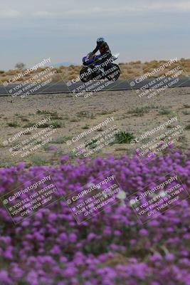 media/Jan-14-2023-SoCal Trackdays (Sat) [[497694156f]]/Turn 14 Exit Bloomig (145pm)/